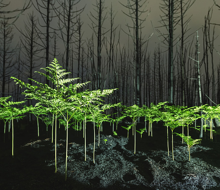 Night time in a burnt woodland where small ferns have begun to grow after a wildfire.