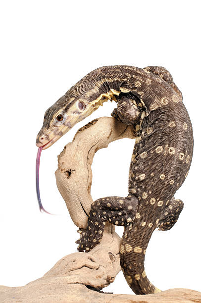istock Indonesian Water Monitor 153146683