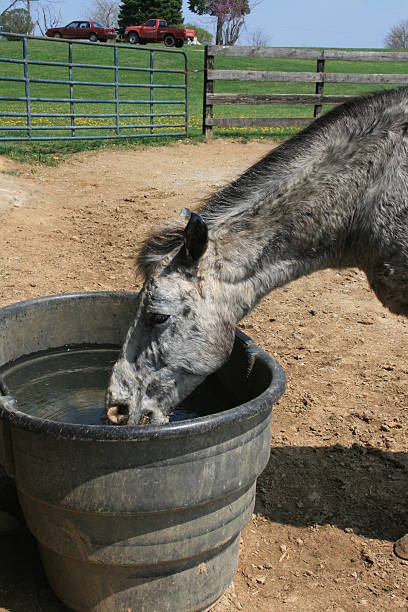 istock Appaloosa Drinking Water 153146799