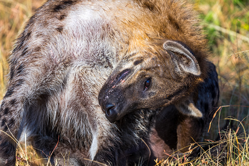 The spotted hyena itching in the wildlife.
