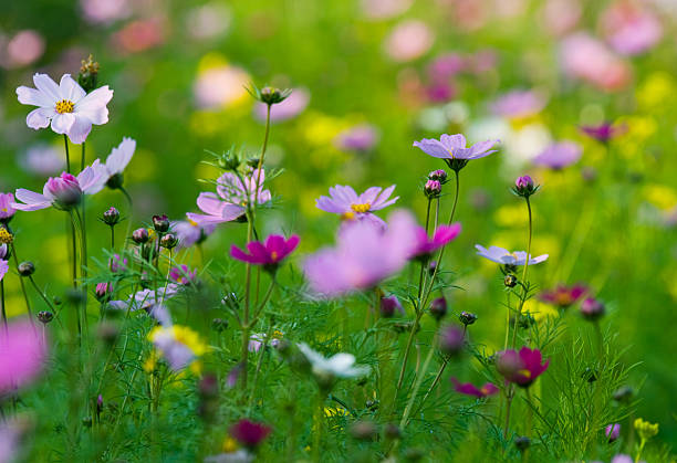 istock colorful wildflowers 153148012
