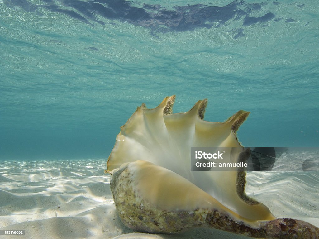 Shell - Photo de Au fond de l'océan libre de droits