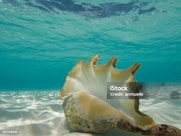 Photo libre de droit de Shell banque d'images et plus d'images libres de droit de Au fond de l'océan - Au fond de l'océan, Coquillage, Coquille et coquillage