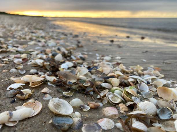 Small seashells on the beach at the sunset