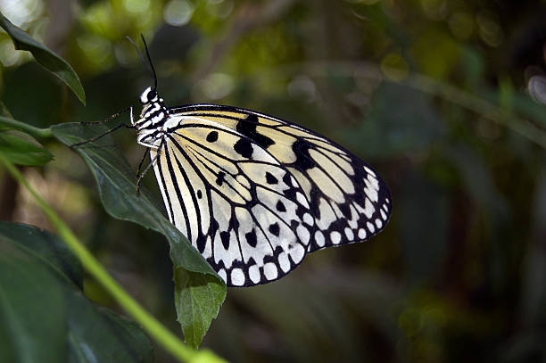 Close-up of a butterfly in green forest stock photo