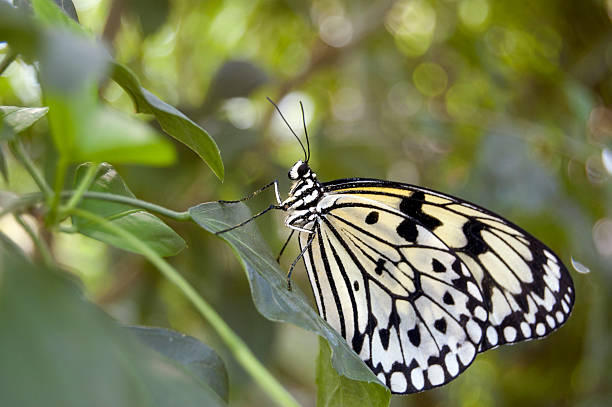 Butterfly in a green forest stock photo