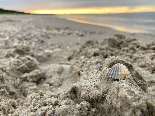 Small seashell on the beach at the sunset