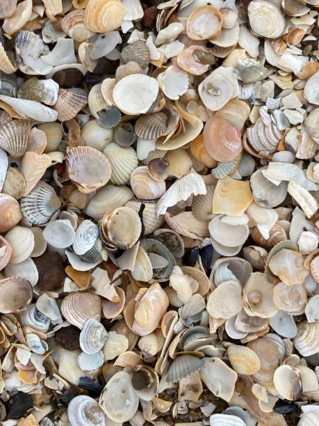 Lots of little shells on the beach