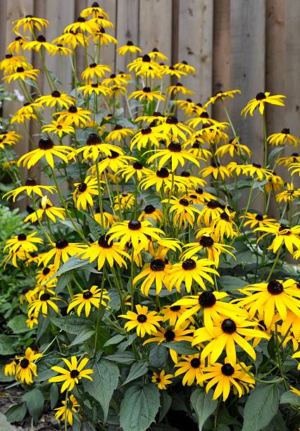 istock Black eyed Susan 153148300