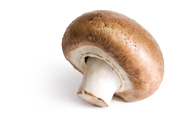 istock Fresh mushroom, brown variety champignon. 153148312