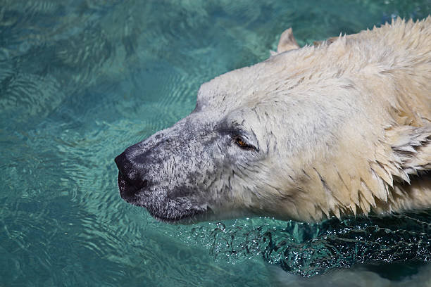 istock Extreme closeup of polar bear 153148325