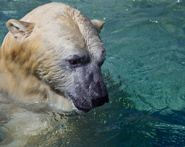 istock Extreme closeup of polar bear 153148331