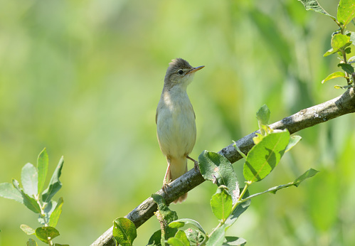 The trilling cisticola[2] (Cisticola woosnami) is a species of bird in the family Cisticolidae. It is found in Burundi, Democratic Republic of the Congo, Kenya, Malawi, Rwanda, Tanzania, Uganda, and Zambia. Its natural habitats are dry savanna and subtropical or tropical dry lowland grassland.