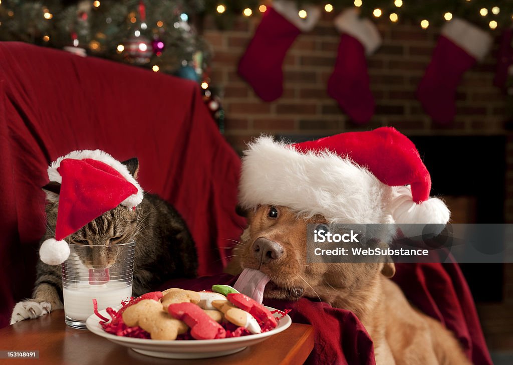 Cat and Dog eating Santa's snack Misbehave pets eating and drinking Santa's snack. Christmas Stock Photo