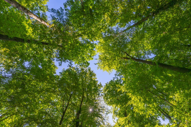 istock Springtime forest with setting sun shining through leaves and branches. Nature, forestry, Trees, habitat, environment and sustainability concepts, 1531486325