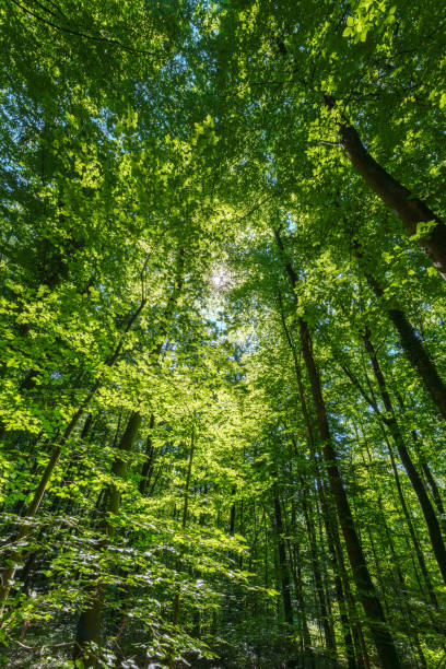 istock Springtime forest with setting sun shining through leaves and branches. Nature, forestry, Trees, habitat, environment and sustainability concepts, 1531486448