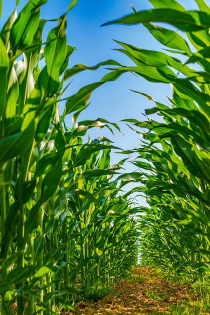 Corn field close up. Selective focus. Green Maize Corn Field Plantation in Summer Agricultural Season. Close up of corn on the cob in a field.
