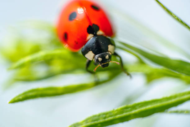 Flying Ladybug