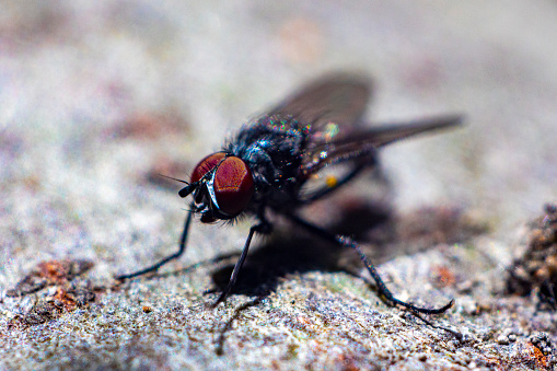 Flies are a type of insect that has 2 wings, and has a head that can move with the eyes and most have large compound eyes on the left and right sides of the head with three small ocelli on top. and has 2 antennas and does not have teeth with fine hairs all over the body\