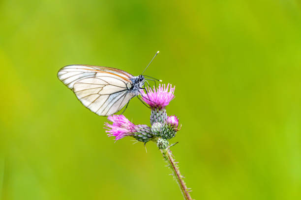 farfalla aporia crataegi su una pianta di digitalis nella foresta nera - black veined white butterfly foto e immagini stock