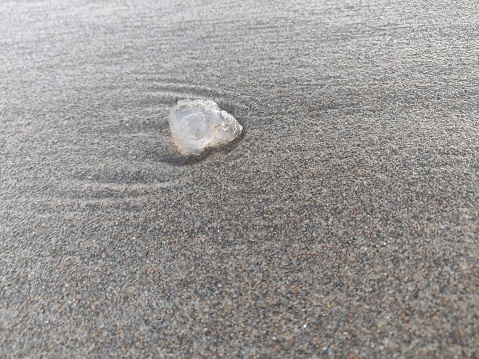 miniature jellyfish globule in sand with water at the beach