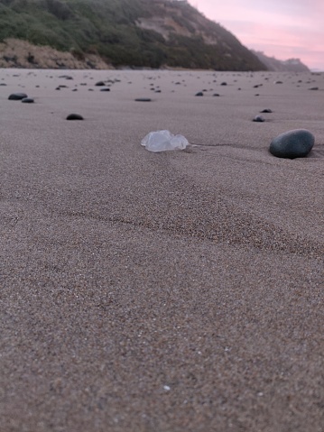 tiny jellyfish globule with rocks on sandy beach at sunrise
