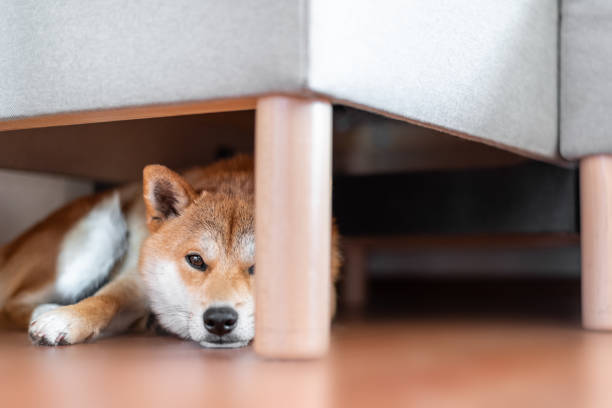 istock Shiba inu dog under the sofa 1531487997