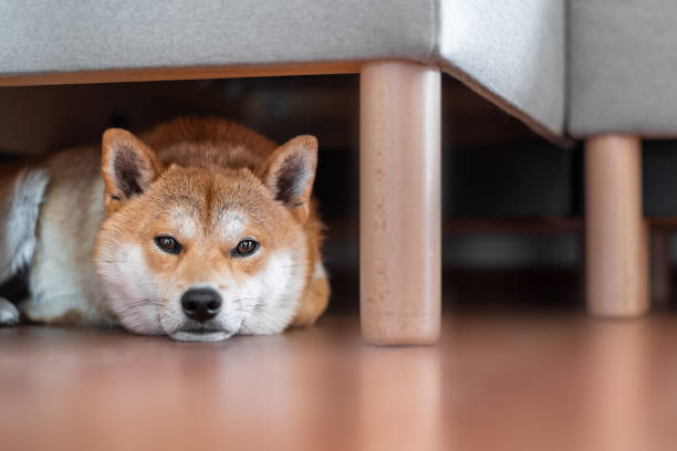 istock Shiba inu dog under the sofa 1531488011