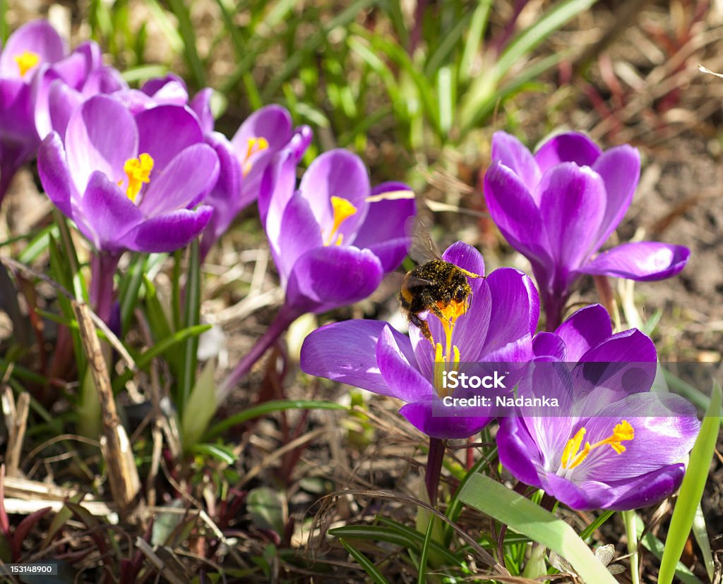 Springtime Purple crocus - spring flower Beauty In Nature Stock Photo