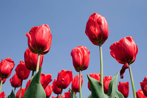 istock red tulip in blossom season 153148923