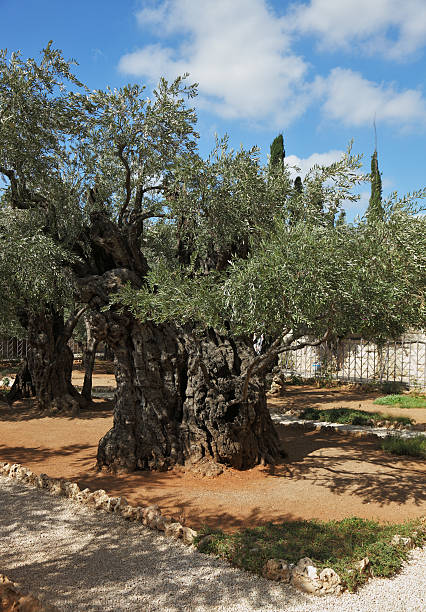istock Garden of Gethsemane in Jerusalem. 153148963