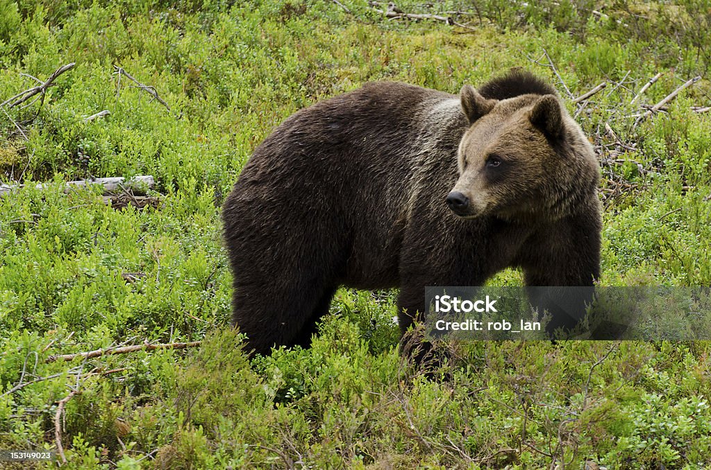 Brown bear (Ursus arctos) Brown bear (Ursus arctos) in the wilderness of Scandinavia Aggression Stock Photo