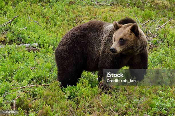 Brown Bear Stock Photo - Download Image Now - Aggression, Anger, Animal