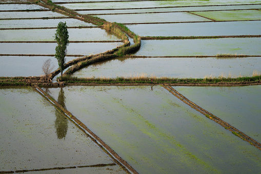 The irrigated view of the paddy fields in Osmancık district of Çorum was viewed from above. The lines separating the fields present geometric shapes. The paddy seed remaining in the water turns green slowly. Shot with a full-frame camera in daylight.