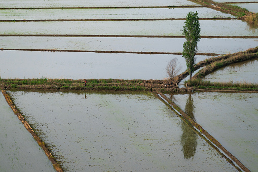 The green and yellow ears of Rice grains before harvest rice fields in Bangladesh.