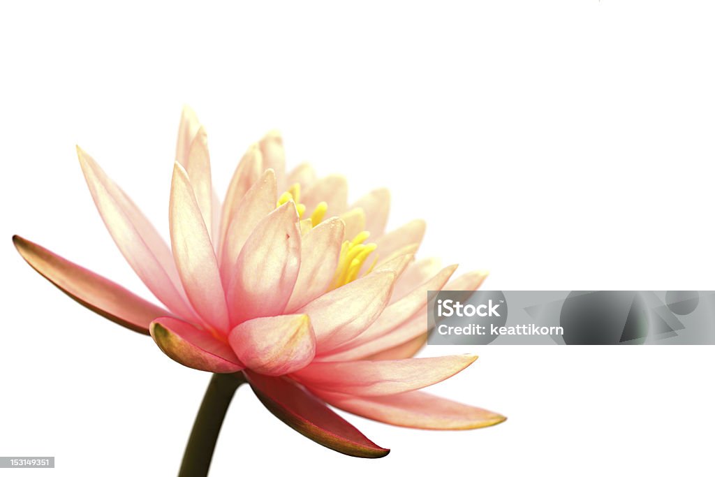Pink Water Lily Pink Water Lily Isolated On White Beauty In Nature Stock Photo