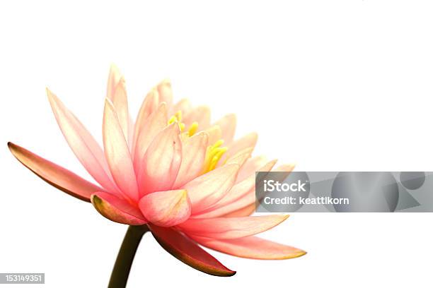 Pink Water Lily Stock Photo - Download Image Now - Beauty In Nature, Blossom, Cut Out