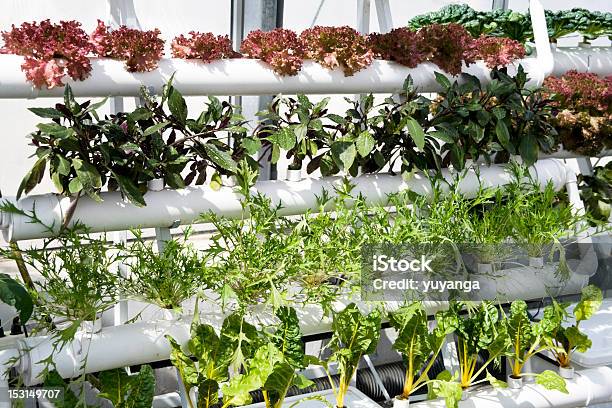 Verdure Idroponica Di Serre - Fotografie stock e altre immagini di Agricoltura - Agricoltura, Cibo, Cibo biologico