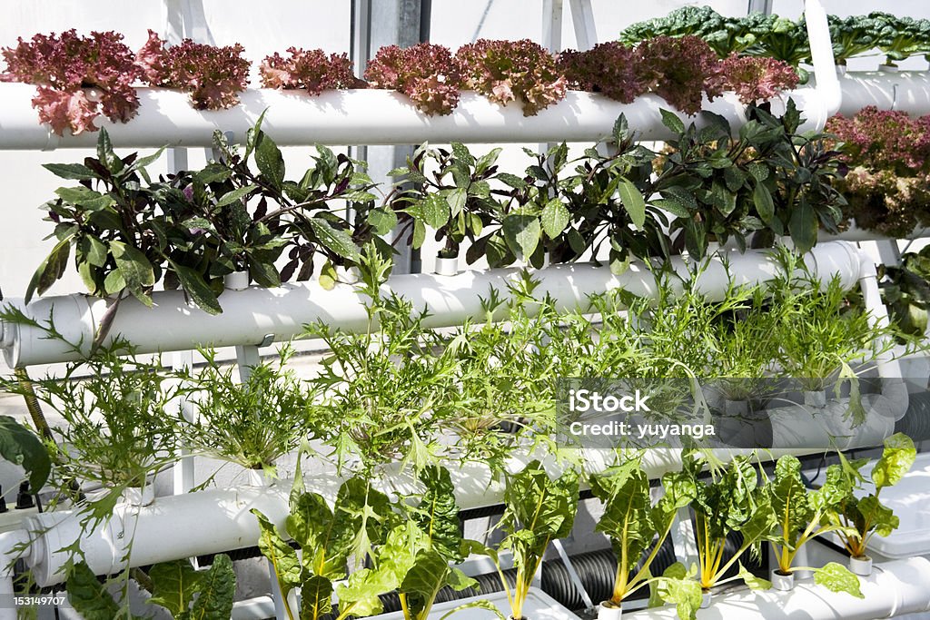 Legumes sobre hidropônica nas estufas. - Foto de stock de Agricultura royalty-free