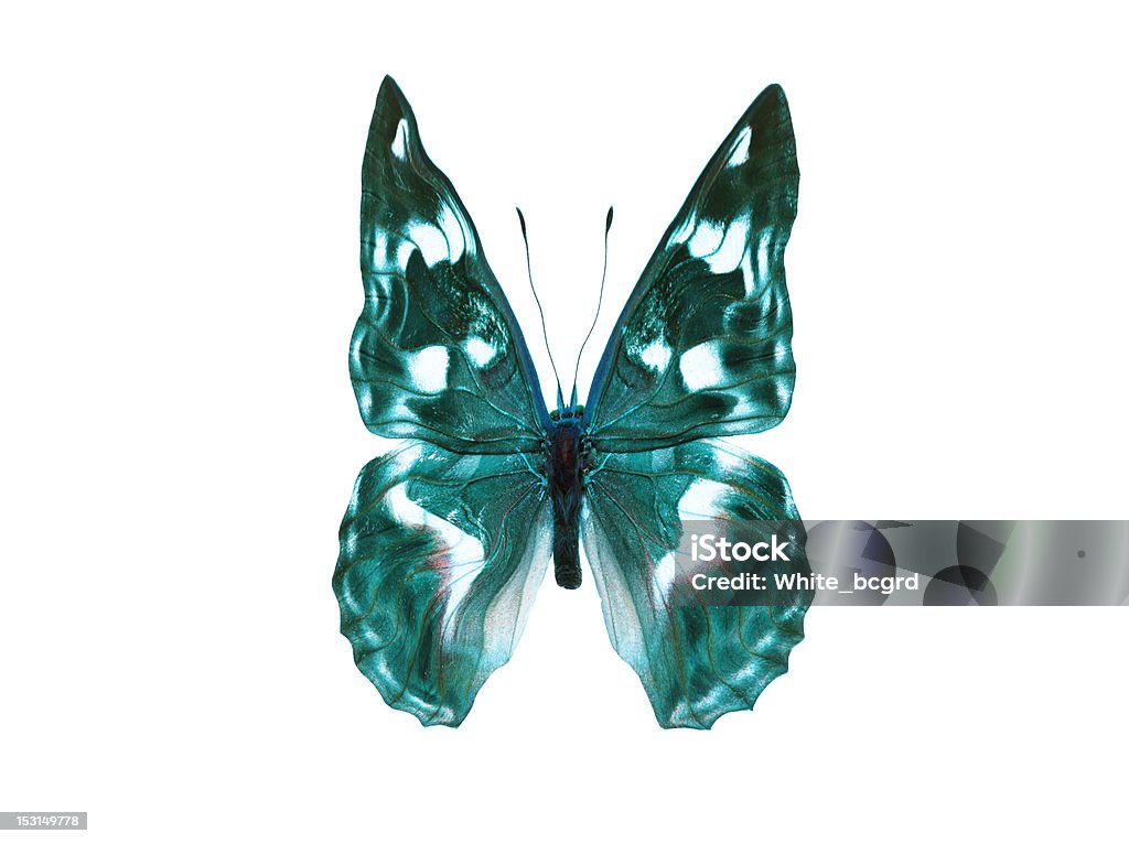 Farfalla isolato su sfondo bianco - Foto stock royalty-free di Ala di animale