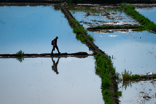 Photographer walking between the fields to capture the irrigated view of the paddy fields in Osmancık district of Çorum. The lines separating the fields present geometric shapes. The paddy seed remaining in the water turns green slowly. Shot with a full-frame camera in daylight.