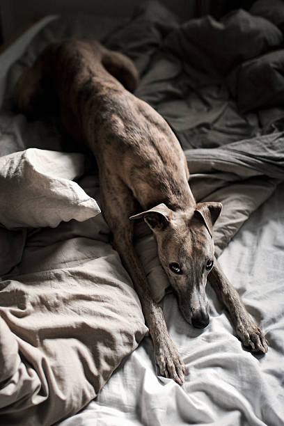 istock Moody dog, Whippet 153150422