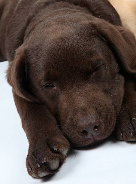 istock Sleepy Labrador Puppy 153150726