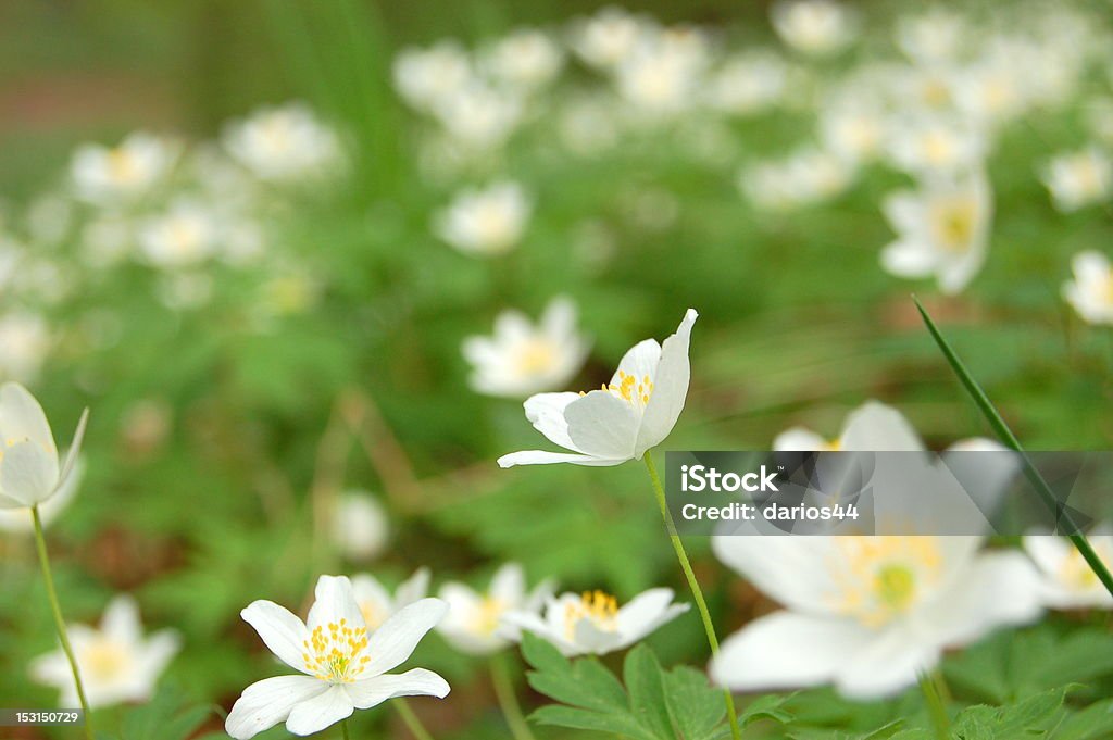 Anemone kwiaty - Zbiór zdjęć royalty-free (Anemon)