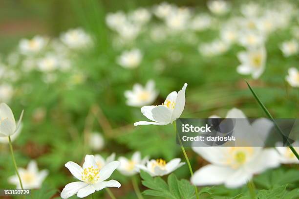 Анемон Flowers — стоковые фотографии и другие картинки Анемона - Анемона, Апрель, Без людей