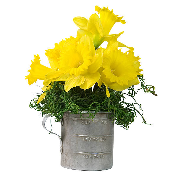нарцисс букет - antique old fashioned daffodil single flower стоковые фото и изображения