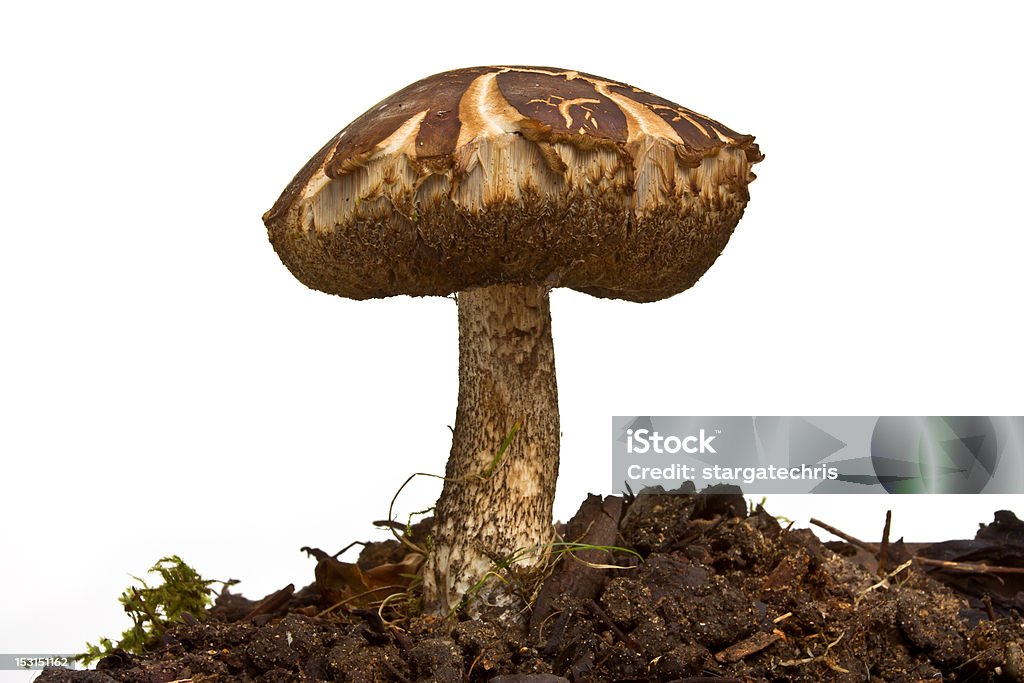 Fungo selvagem - Royalty-free Botânica - Ciência de plantas Foto de stock