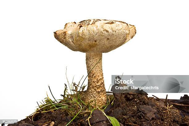 Fungo Selvagem - Fotografias de stock e mais imagens de Beleza natural - Beleza natural, Botânica - Ciência de plantas, Castanho