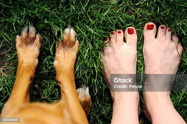 Photo libre de droit de Lété banque d'images et plus d'images libres de droit de Chien - Chien, Herbe, Pieds nus