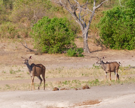 The kudu, large antelopes native to Africa, walking leisurely across a dry, desert landscape